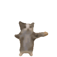 happy-cat